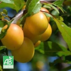 Goutte d'Or