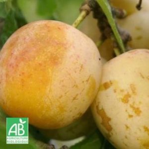 Prune Abricot
