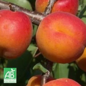 Rouge du Roussillon