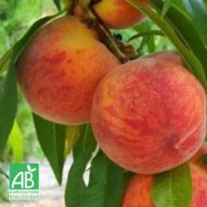 Pêche Sanguine Précoce