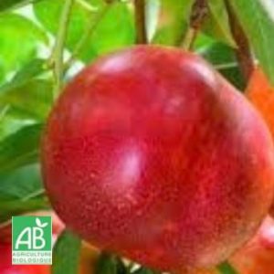 Nectarine Silver Lode